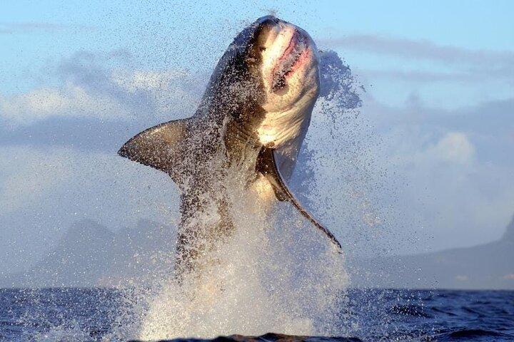 Shark Cage Diving in Cape Town