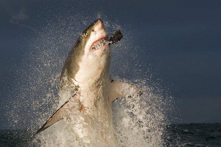 Shark Cage Diving in Cape Town