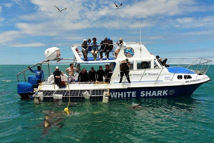 Shark Cage Diving in Cape Town