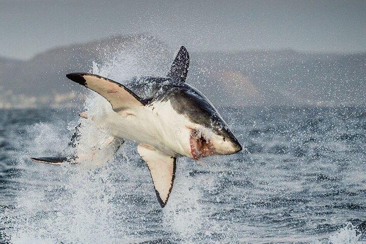 Shark Cage Diving in Cape Town