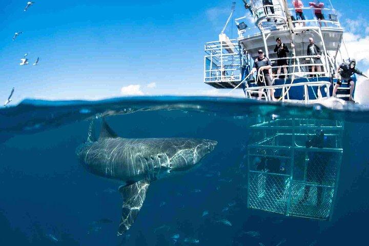 Shark Cage Diving in Cape Town
