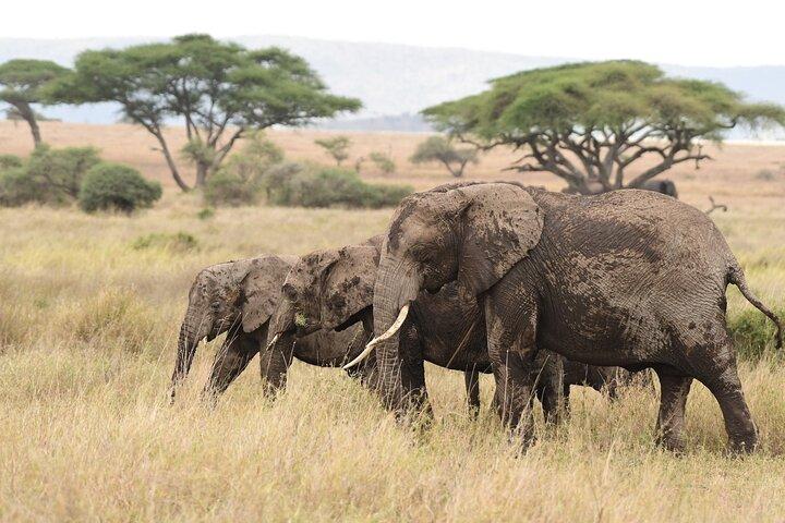7 Days Elephant Safari Experience in Arusha