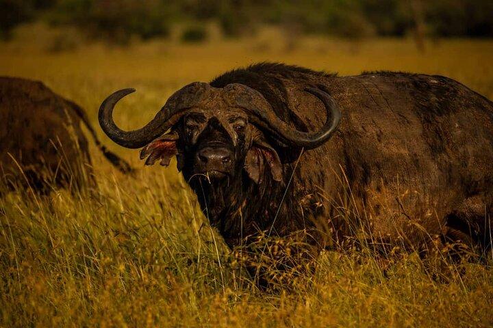 7 Days Elephant Safari Experience in Arusha