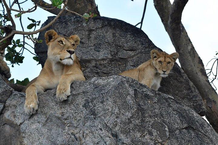 7 Days Elephant Safari Experience in Arusha