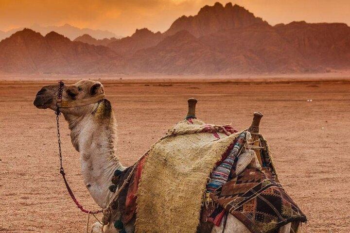 5 in 1 Safari Quad, Camel, Show, Dinner & Stargazing in Sharm