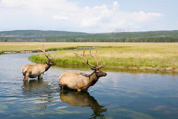 Full Day Yellowstone Nat'l Park Tour From West Yellowstone