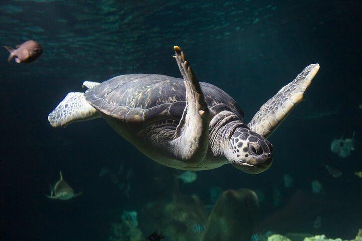 SEA LIFE Oberhausen Admission Ticket
