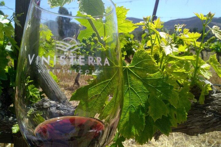 Tours and transport in Valle de Guadalupe
