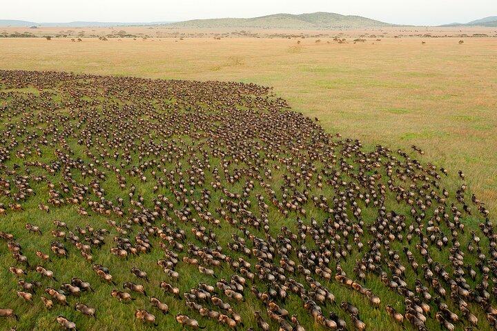 5 Days and 4 Nights Migration Calving in Serengeti National Park