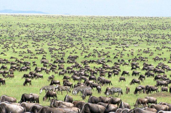 5 Days and 4 Nights Migration Calving in Serengeti National Park