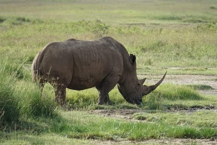 Nairobi National Park day tour