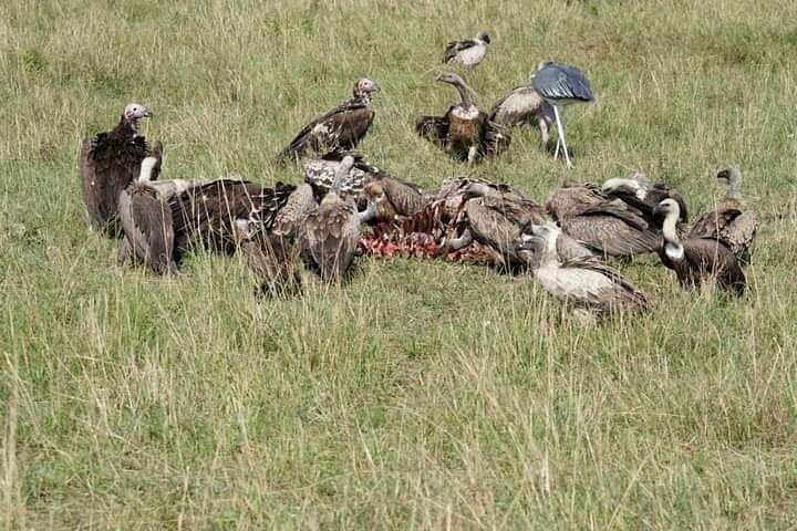 3 Day 4x4 Jeep Tour in Masai Mara Safari