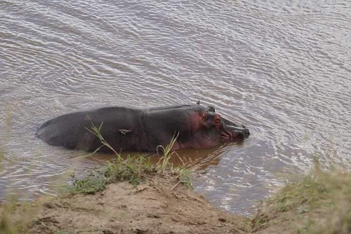 3 Day 4x4 Jeep Tour in Masai Mara Safari