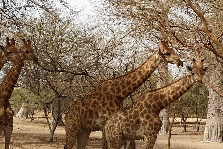 safari at the bandia reserve