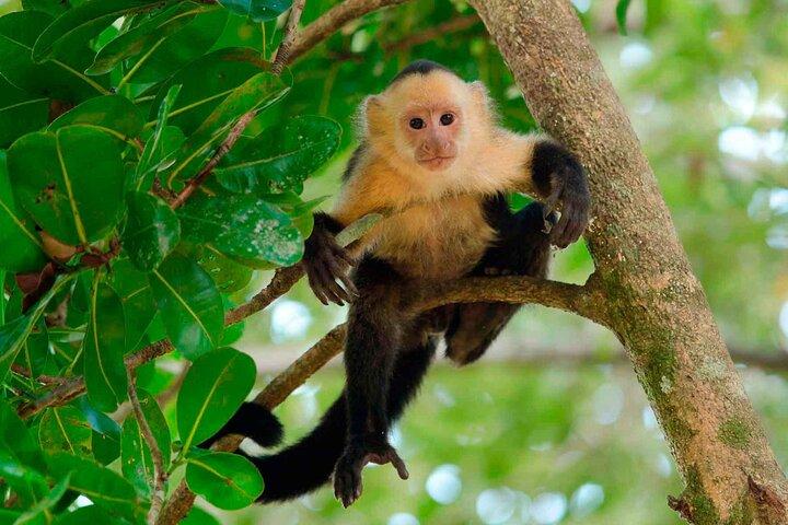 4 Day Tambopata Jungle Tour with Local Guide