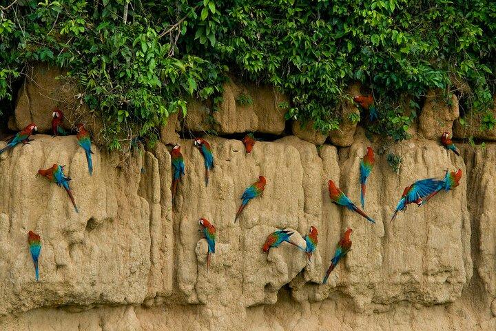 2 Day Tambopata Jungle Express Tour