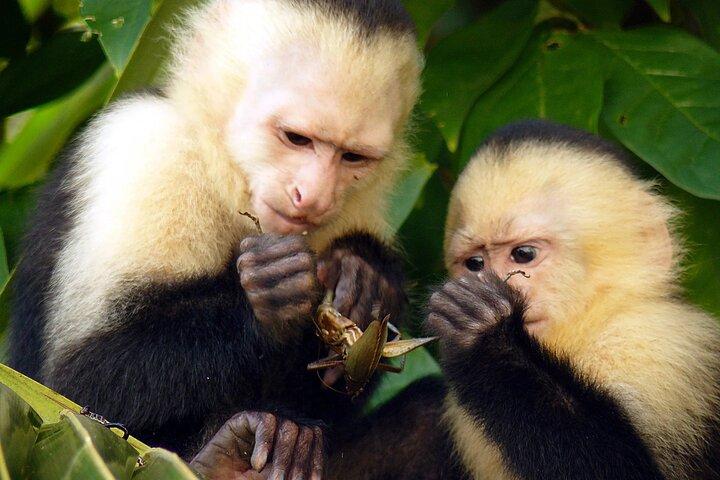 2 Day Tambopata Jungle Express Tour