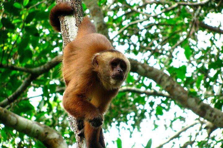 2 Day Tambopata Jungle Express Tour
