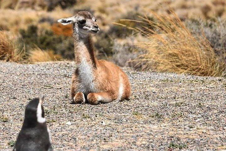 Punta Tombo Penguin Colony from Puerto Madryn with optional Toninas Watching