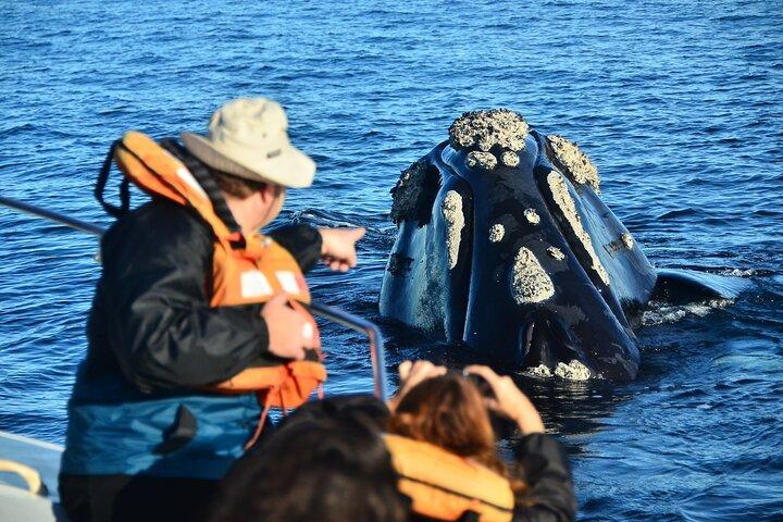 Peninsula Valdes Tour with Optional Whale Watching