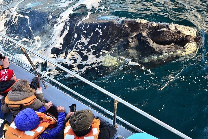 Peninsula Valdes Tour with Optional Whale Watching