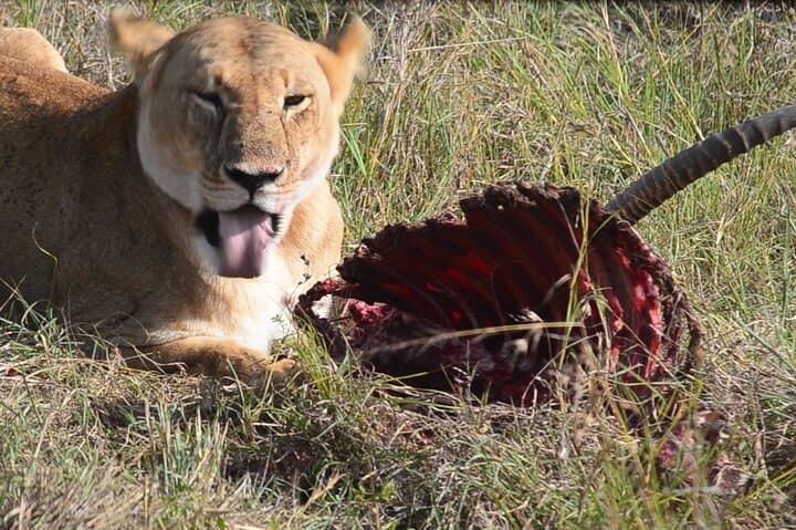4 Days Safari Lake Nakuru NP Naivasha and Masai Mara