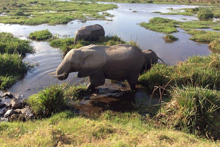 2-Day Amboseli Safari Witness Wildlife & Mt Kilimanjaro View