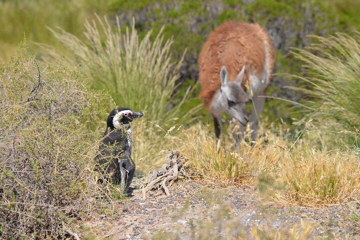 Wonderful Punta Tombo Penguin Rookery Tour for Cruise Passengers