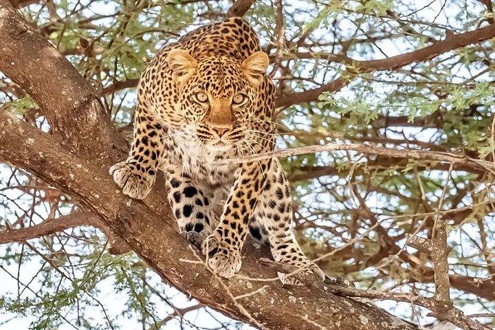 9 Days 8 Nights Walking Safari
