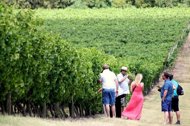Pizzorno Winery with Lunch and Wine Tasting
