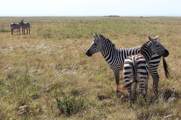 Lay Over Passenger Half Day Nairobi National Park Safari