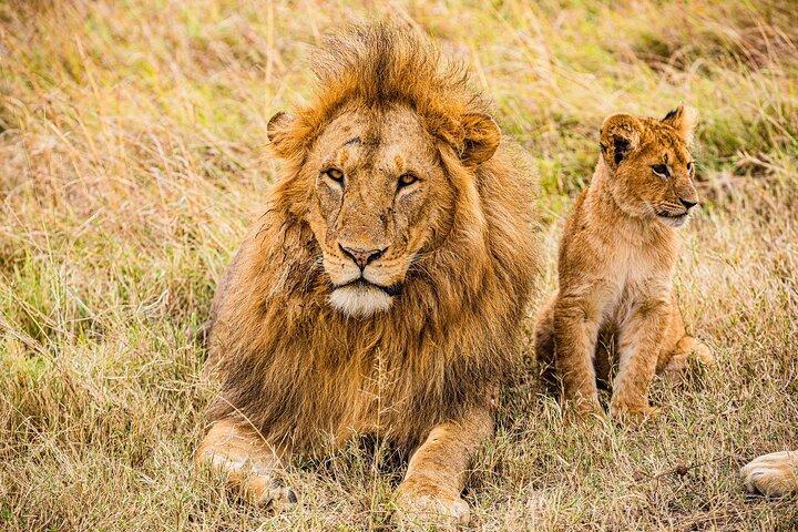 Lay Over Passenger Half Day Nairobi National Park Safari