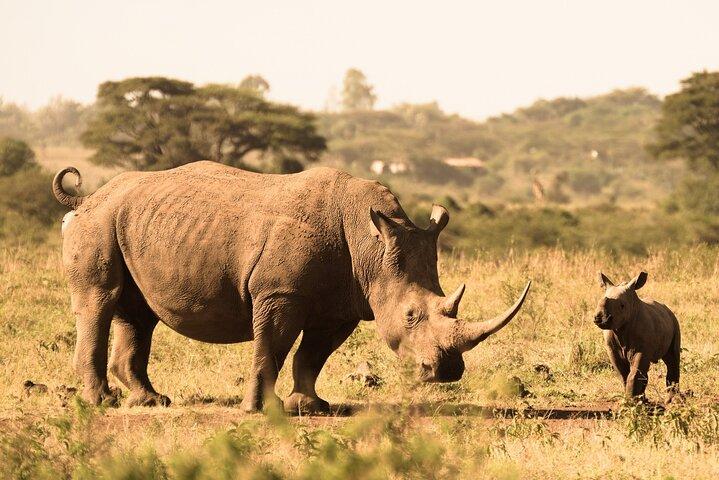 Lay Over Passenger Half Day Nairobi National Park Safari