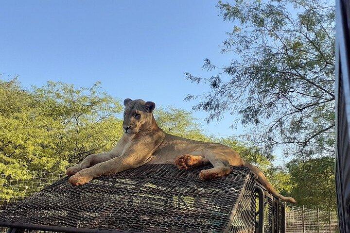 Safari in Bandia Reserve, and Visit the lion in Bandia Ranch