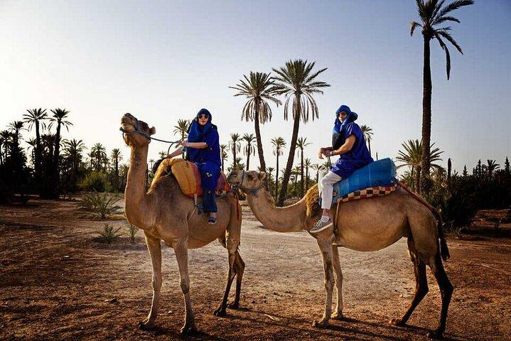 1 Hour Camel Ride Tour In Marrakech Palm Grove