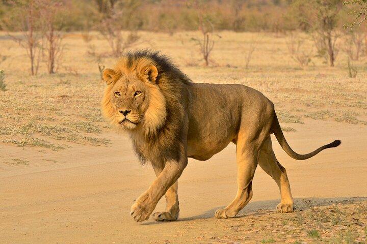 Hluhluwe and Imfolozi Safari Day Tour from Richards Bay