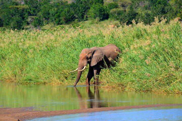 Hluhluwe and Imfolozi Safari Day Tour from Richards Bay
