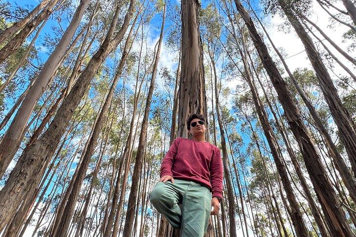 Cusco: Archeological Sites Tour and Forest Photo Experience
