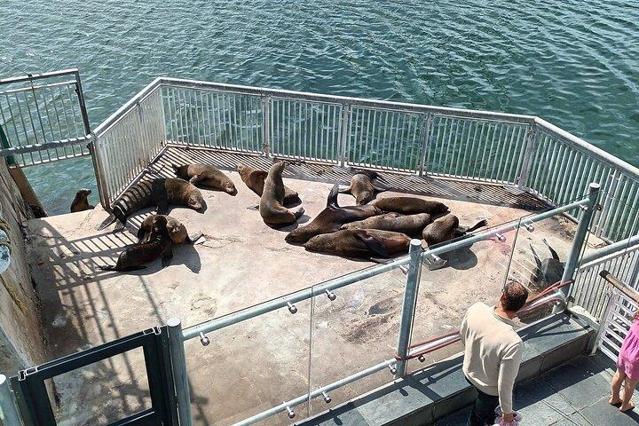 Robben Island Cape Of Good Hope Penguins Including Ferry Ticket
