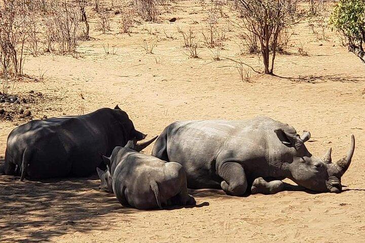Private Tour - Game Drive & Rhino Walk Safari