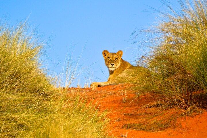 Hluhluwe and Imfolozi Safari Day Tour from Richards Bay