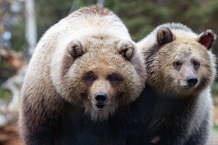 Skip the Line: Daily Admission at Woodland Park Zoo Ticket