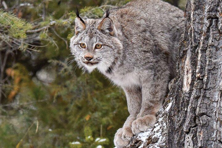 Skip the Line: Daily Admission at Woodland Park Zoo Ticket