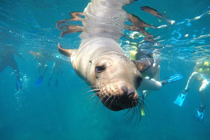 La Paz Whale Shark & Sea Lion Snorkeling + Balandra Tour