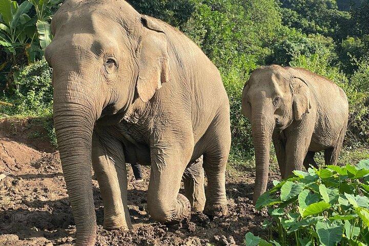 Ethical Elephant Observation by Samui Elephant Sanctuary