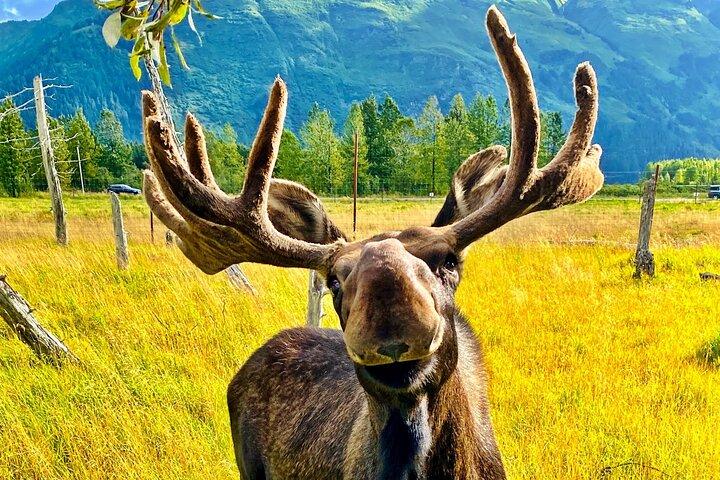 Ultimate Anchorage Summer Wildlife Tour