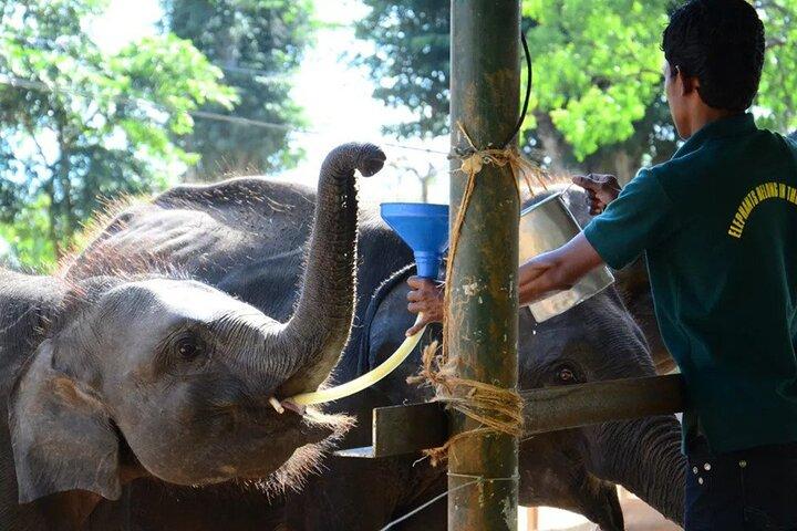 Udawalawe National Park Safari with Elephant Transit Home Visit
