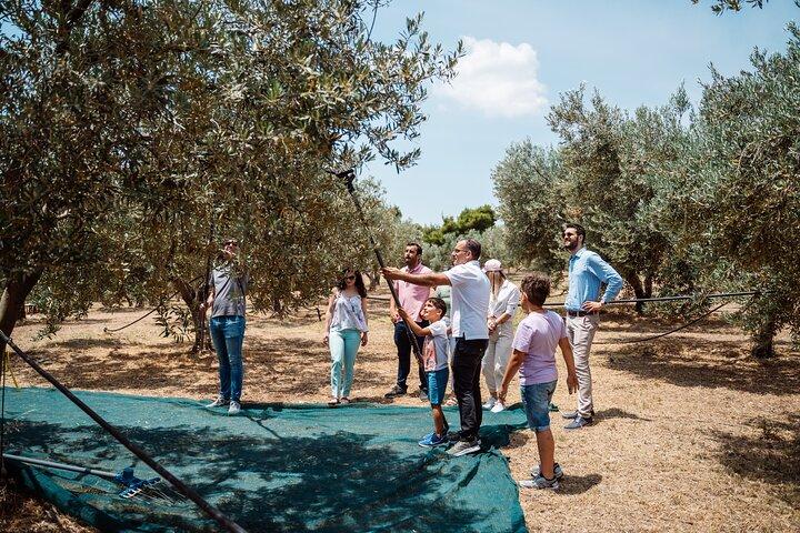 Corinth & Olive Oil Tasting Private Tour from Athens