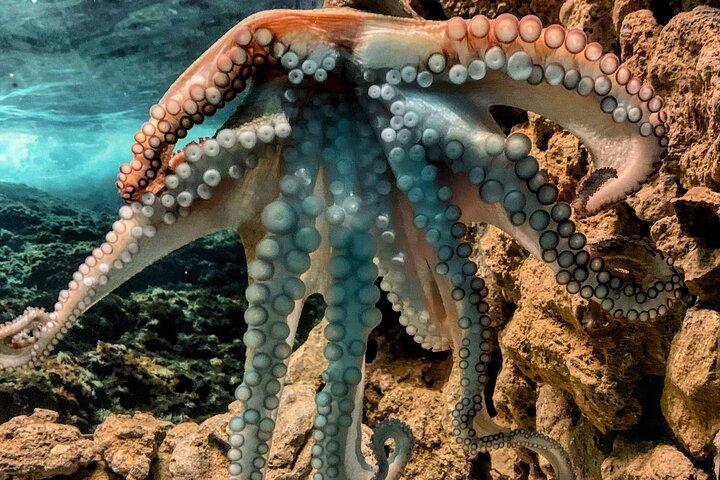 Corfu Aquarium Ticket with Tour Included