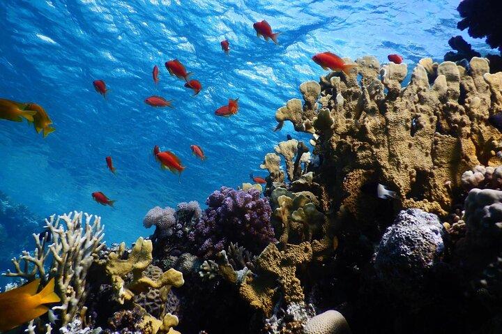 2 To 5 Hours Glass Bottom Boat Private Tour At Read Sea